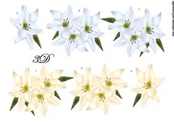 3D Pastel Lilies