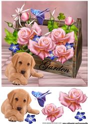 Roses for You