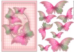 Beautiful Butterflies