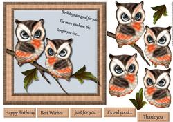 Male Card Owls