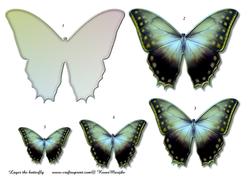 Butterfly Beauty