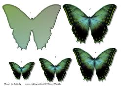 Butterfly Beauty 3