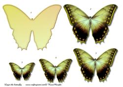 Butterfly Beauty 5