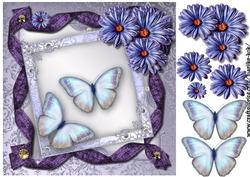 Butterfly Beauty