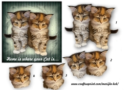 Home is where your cat is....