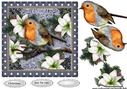 Beautiful Robin Winter Greetings