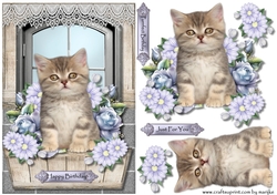 Cute Kitten In Window