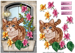 Gorgeous Cat In Window