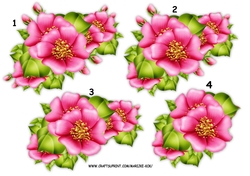 Step By Step Pink Wild Roses