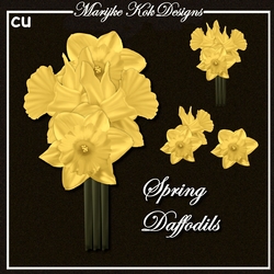 CU Spring Daffodils