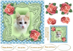 Cute Kitten Quick card