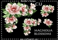 CU DR Magnolia Blossoms