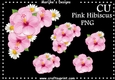 Pink Hibiscus CU DR