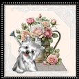 MK Cute Silky terrier