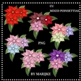 CU MIXED Christmas Poinsettias