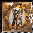 Male Card Yorki Mini Kit