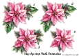 Step By Step Pink Poinsettia´s