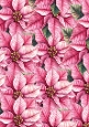 A4 Pink Poinsettia´s