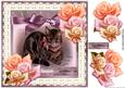 Vintage Kitten in Broderie Frame