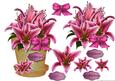 Flowerpot Orchids