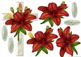 Sympathy Cross & Red Lilies