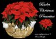 Minikit Basket Christmas Poinsettias