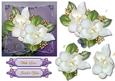 Male Card Camelias