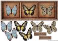 Large Dl Male Card Vintage Butterflies
