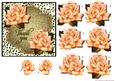 Antique Roses Thank You