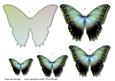 Butterfly Beauty