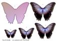 Butterfly Beauty 2