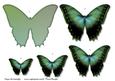 Butterfly Beauty 3