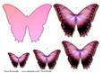 Butterfly Beauty 4