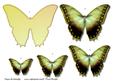 Butterfly Beauty 5
