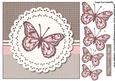 Butterfly Beauty