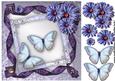 Butterfly Beauty