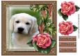 Puppy Love 1