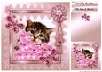 Kitty in Pink
