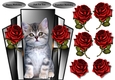 Purrrfect Birthday Cute Kitten & RedRoses