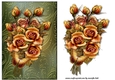 Bouquet   Golden Roses Card Topper
