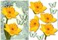 Perfect Daffodil & Butterflies