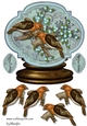 Male card Globe Vintage Birds 4