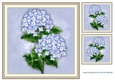 Vintage Hydrangea Beauty in antique frame card toppers