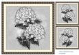 Vintage Hydrangea Beauty in antique frame card toppers 5 in black & white