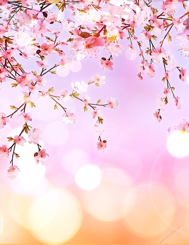Cherry Blossom Branches - A4 size Oil Painting Style Background
