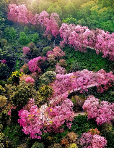 Cherry Blossom Trees and Walking Trail - A4 size Oil Painting Style Background