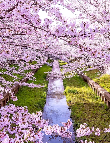 Cherry Blossom Trees and Stream - A4 size Oil Painting Style Background