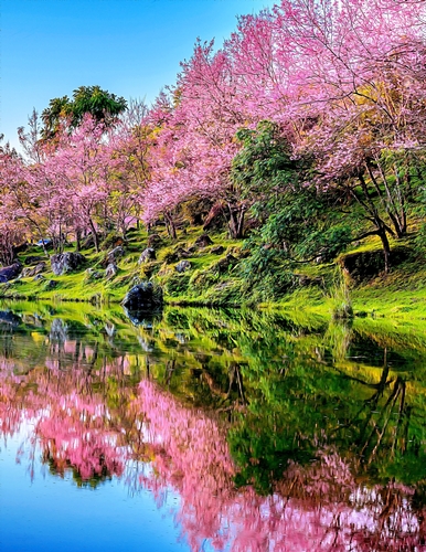 Cherry Blossom Trees and Waterfront - A4 size Oil Painting Style Background