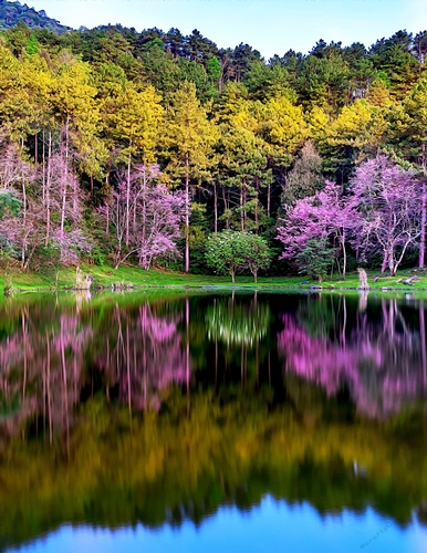 Flowering Trees on a Lake - A4 size Oil Painting Style Background