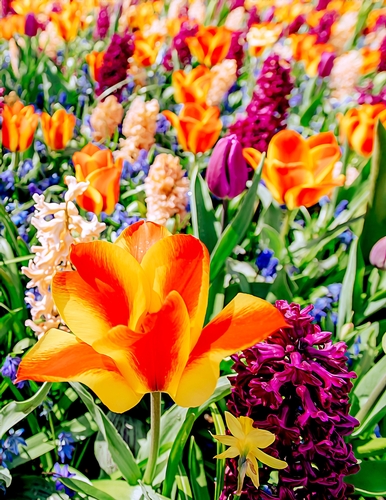 Summer Flowers - A4 size Oil Painting Style Background